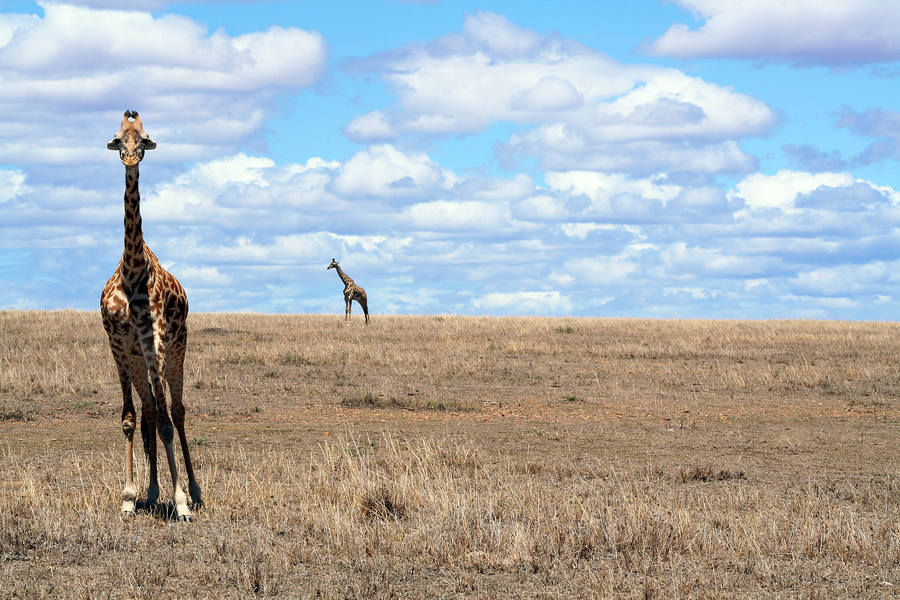 Masai Mara ~ *Schwips*