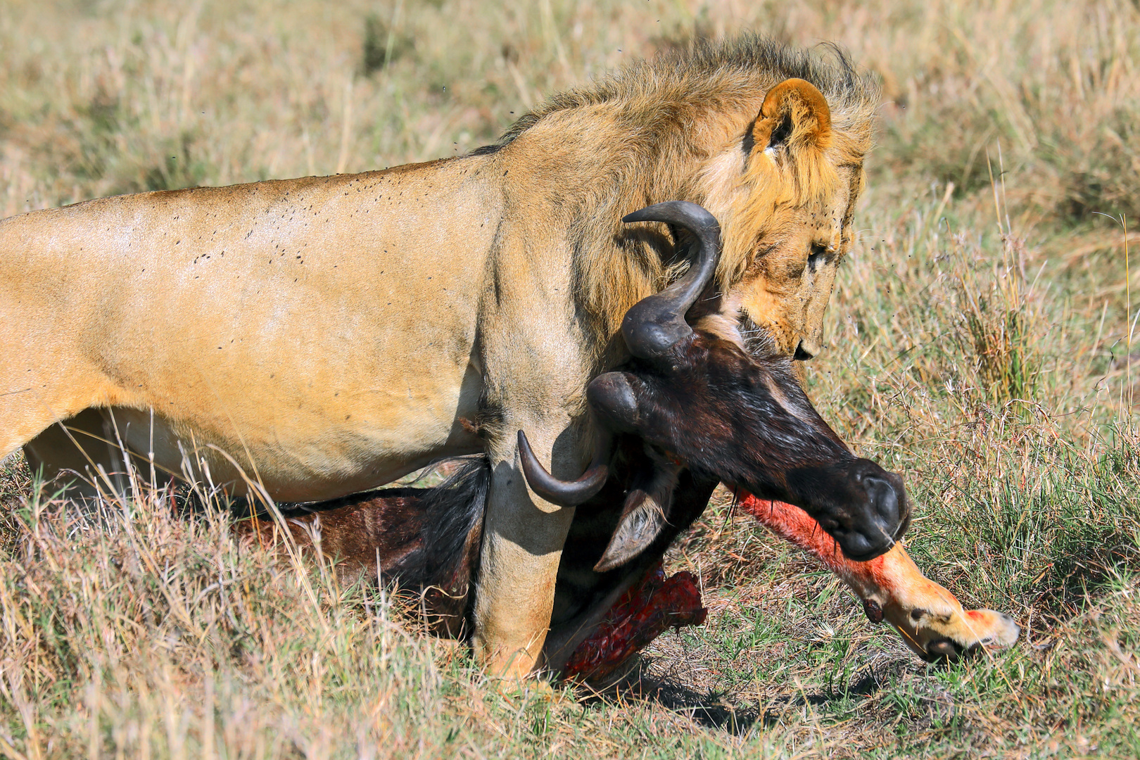 Masai Mara September 2020 