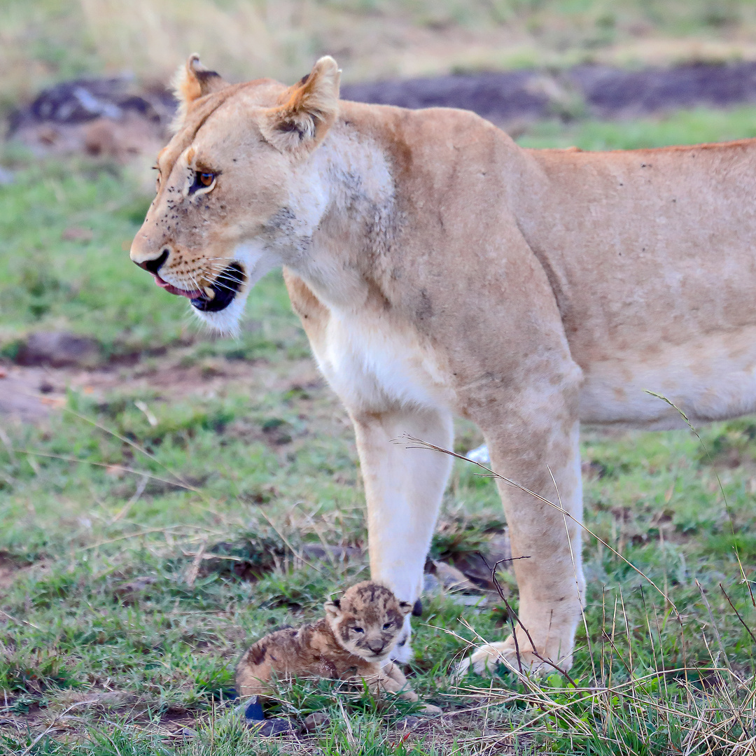 Masai Mara September 2020 