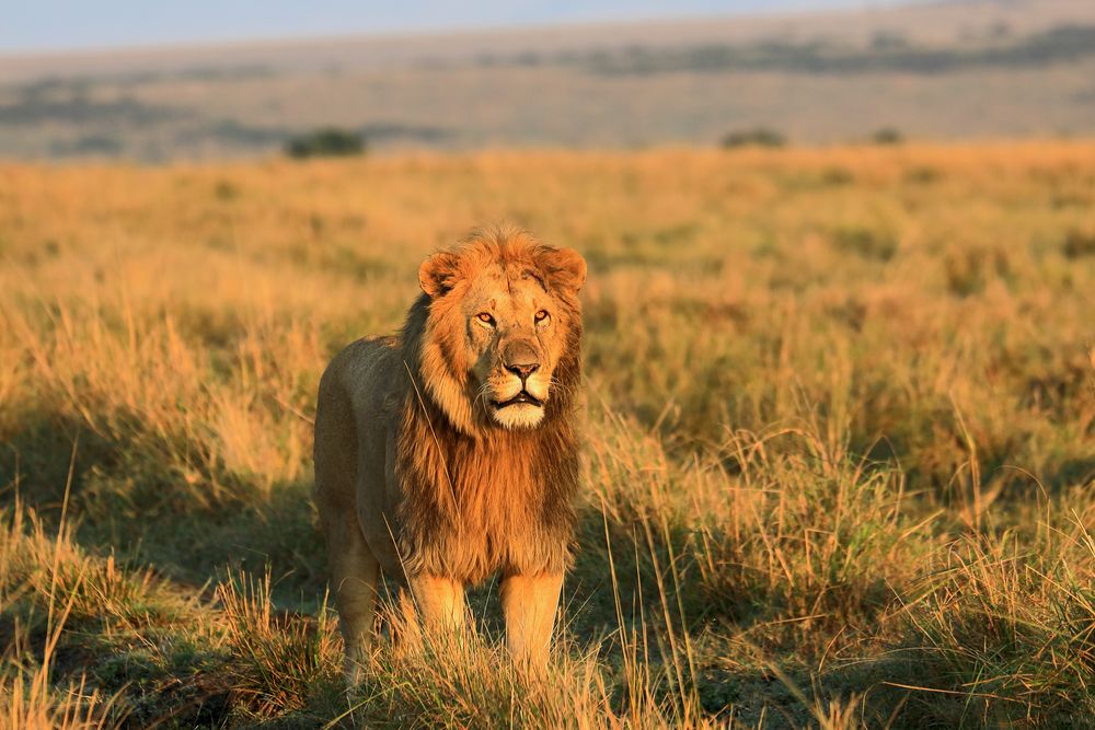 Masai Mara September 2020 