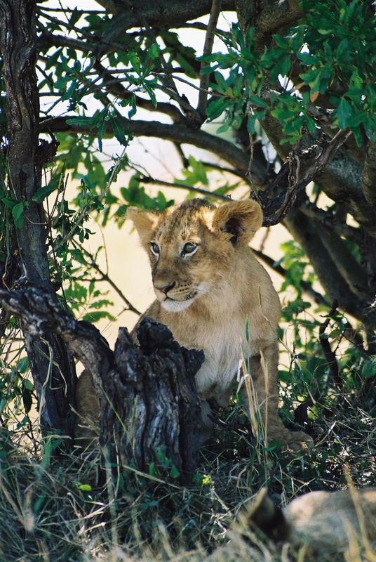 Masai Mara - Simba