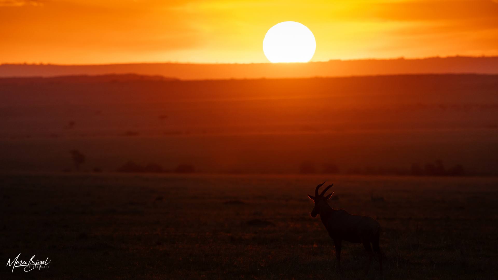 Masai Mara Sunset mit Topi