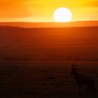 Masai Mara Sunset mit Topi