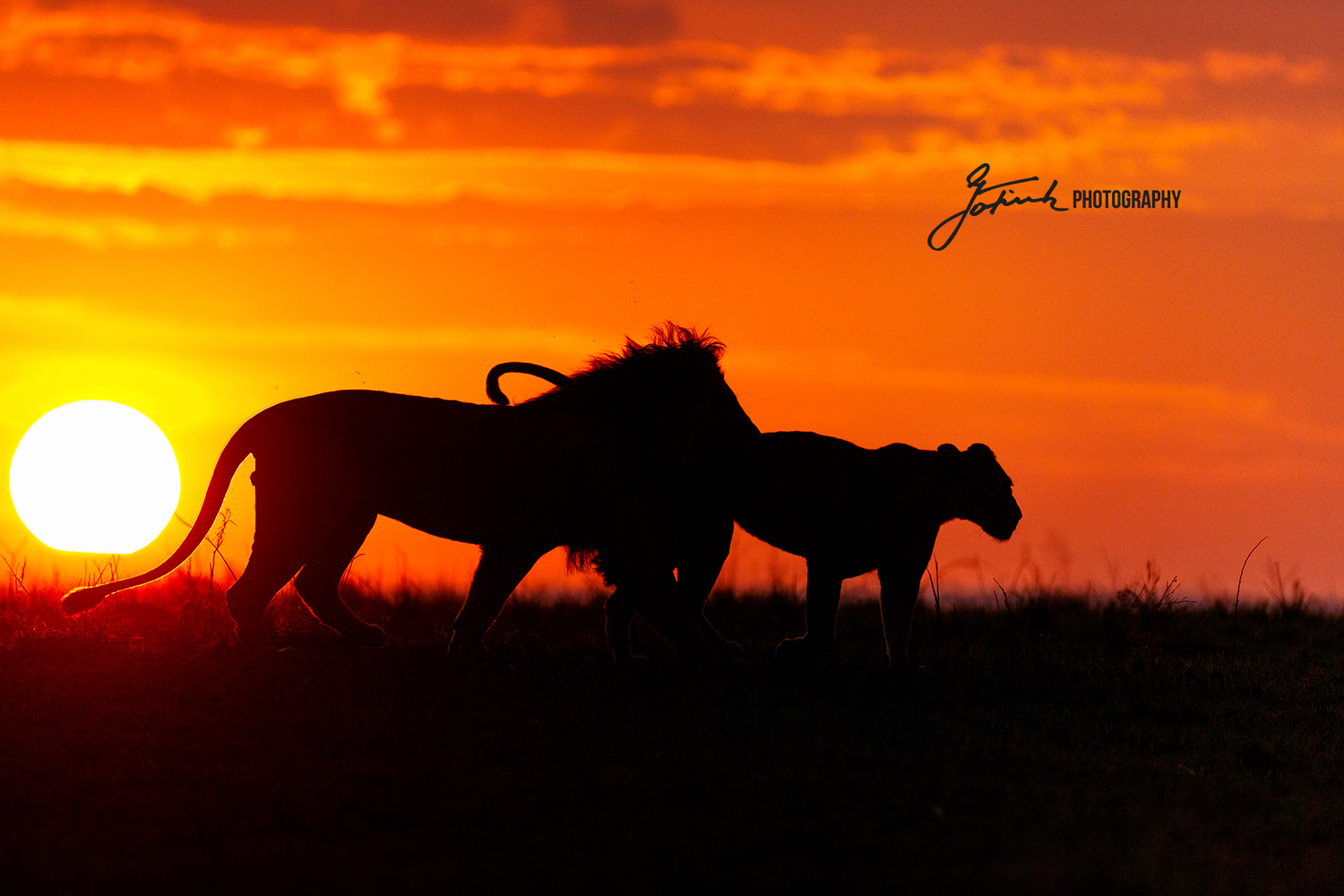 Masai Mara- sunset with lions