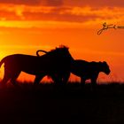 Masai Mara- sunset with lions