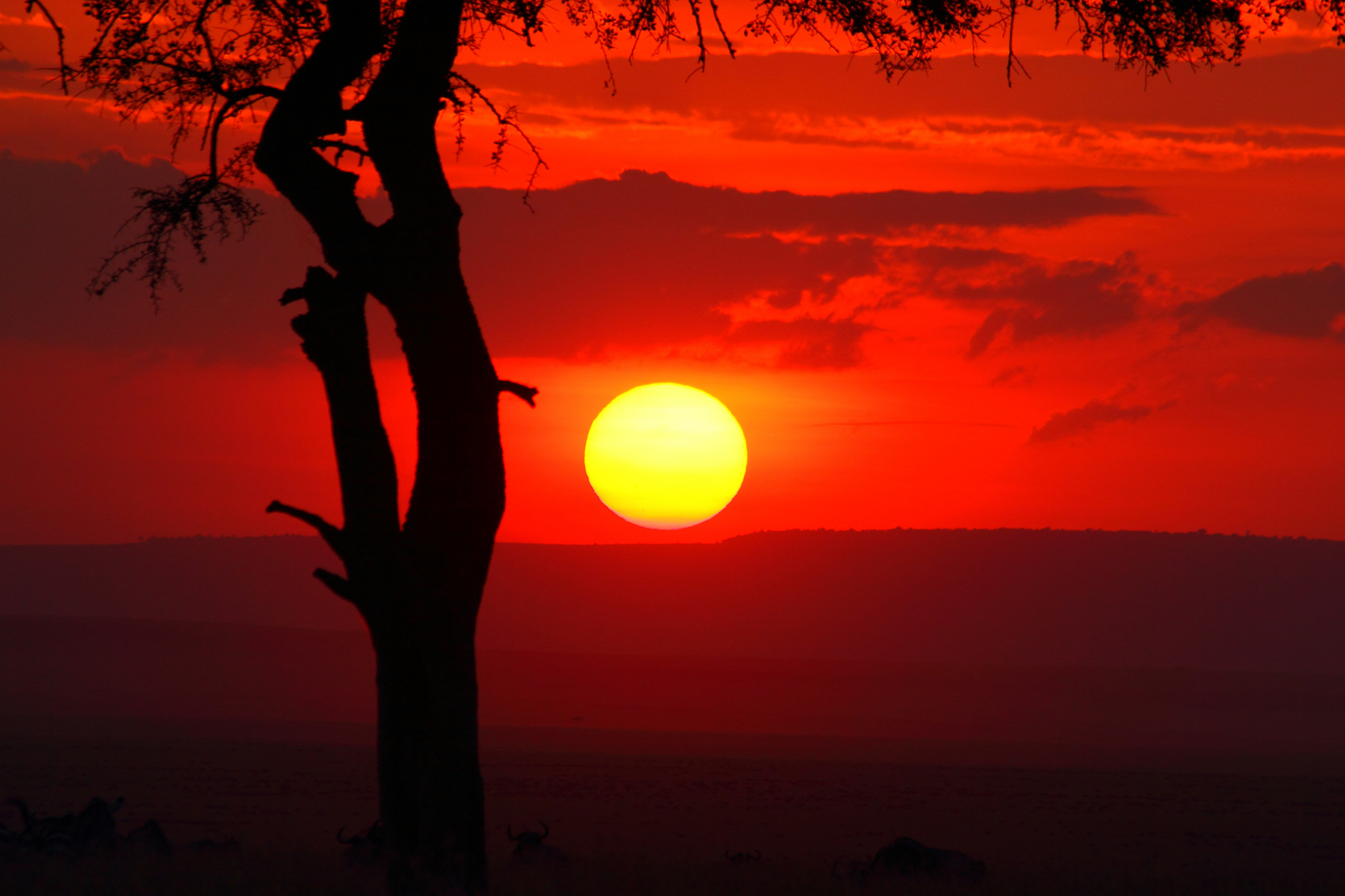 Masai Mara Traum