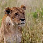 Masai Mara V