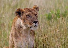 Masai Mara V