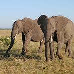 Masai Mara VI