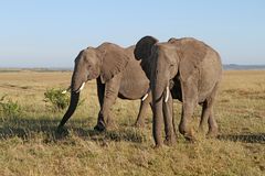 Masai Mara VI