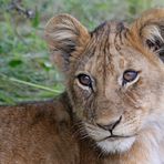 Masai Mara VIII