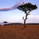 Masai Mara ~ Waiting for Dinner