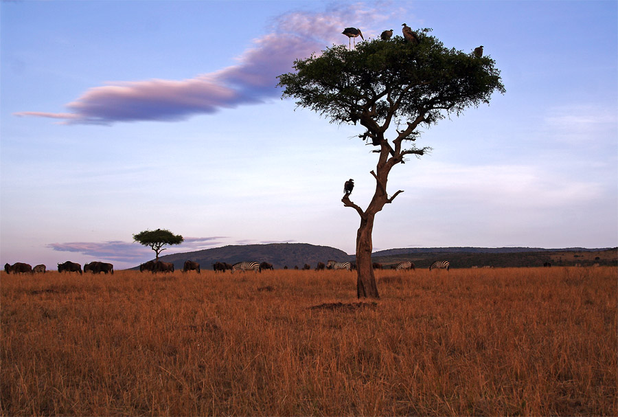 Masai Mara ~ Waiting for Dinner