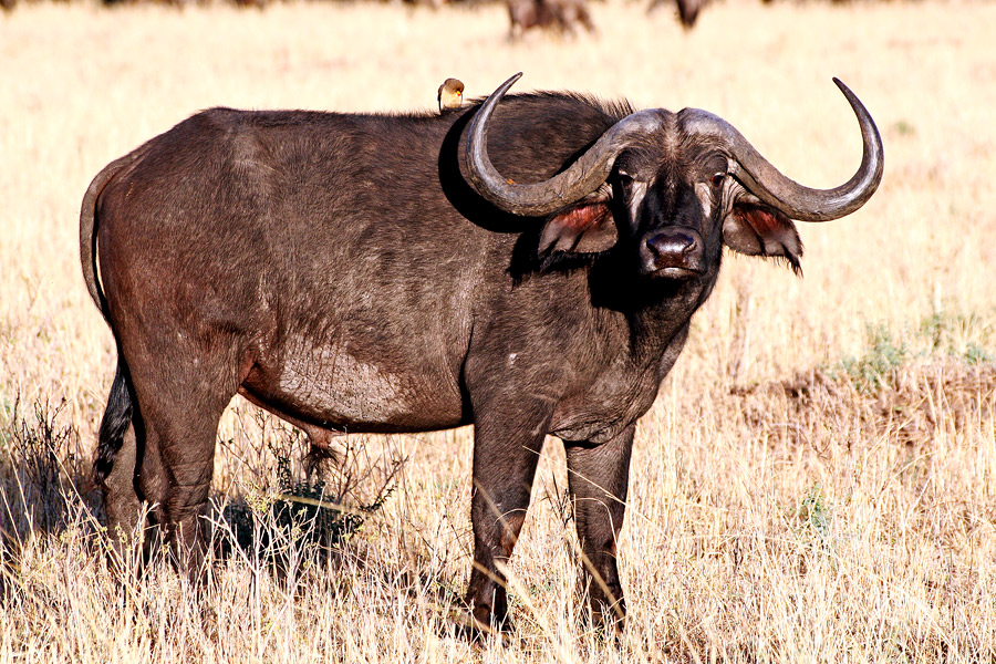 Masai Mara ~ Whats Up?!