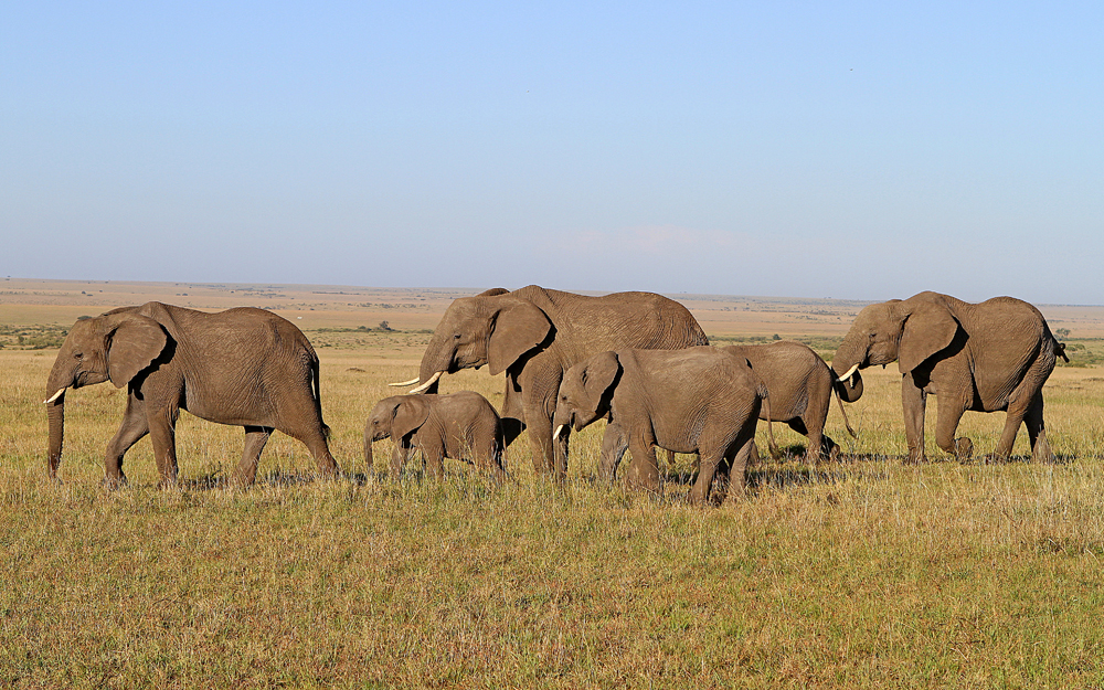 Masai Mara X