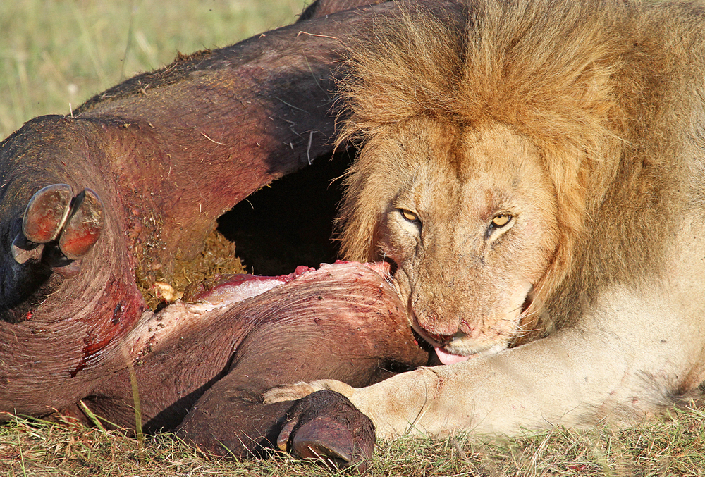 Masai Mara XI