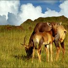 Masai Mara,Topi Antilope 