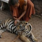 Masaje al tigre