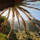 Masca-Schlucht auf Teneriffa