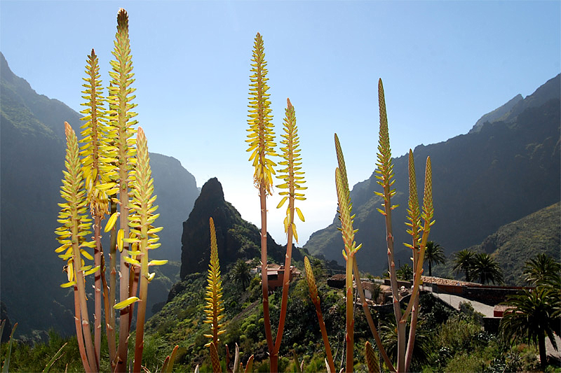 Masca / Teneriffa