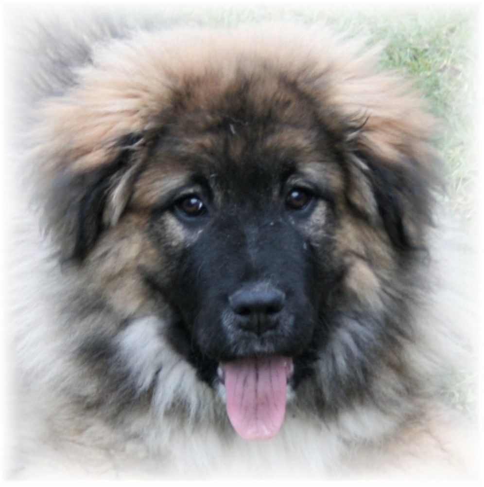 Mascha Foto & Bild hunde, natur, tiere Bilder auf
