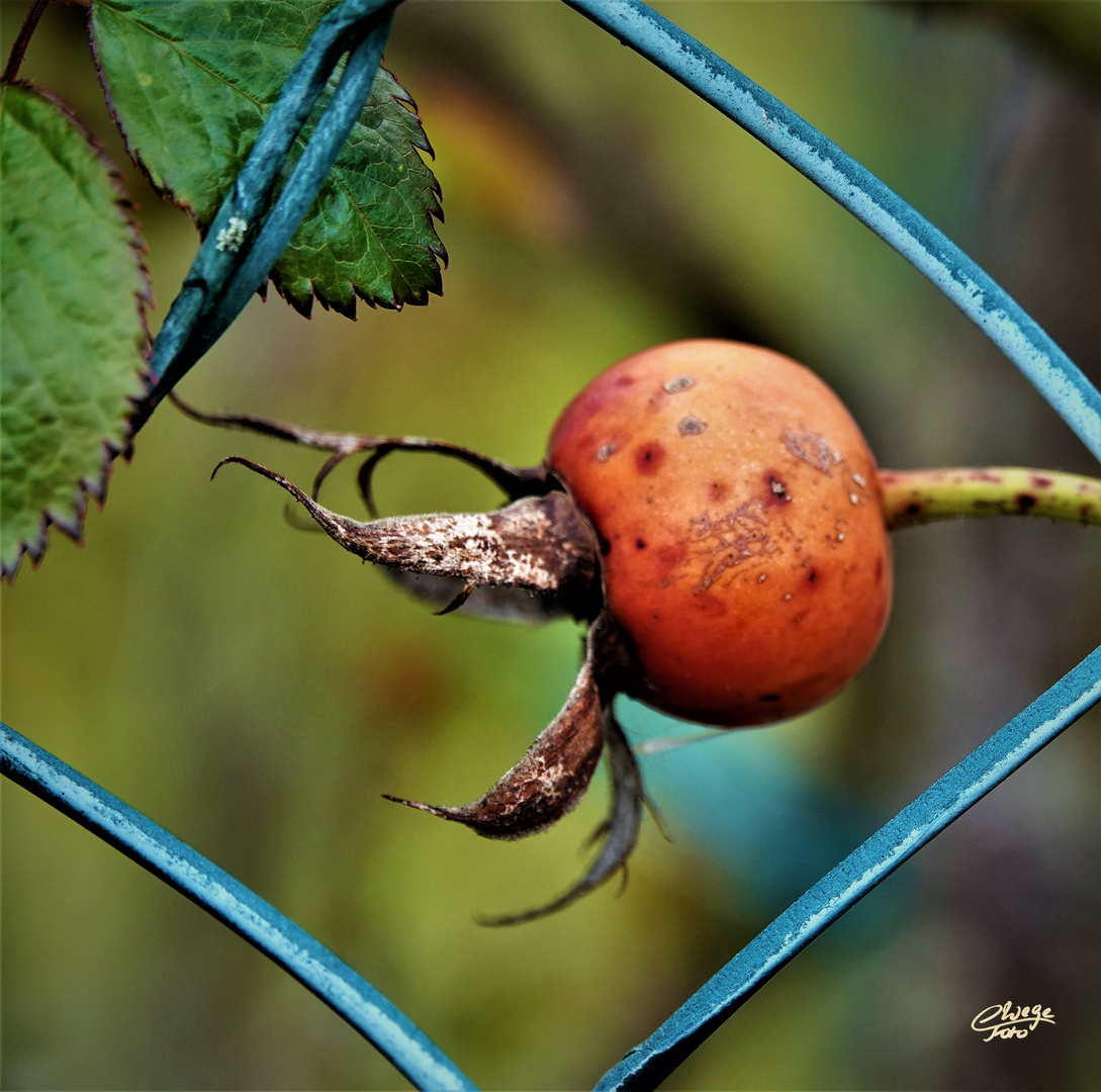 Maschendrahtfrucht