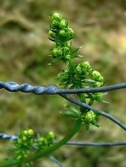 Maschendrahtpflänzchen