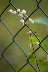 Maschendrahtzaun und Knallerbsenstrauch