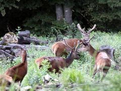 maschi al controllo delle loro femmine