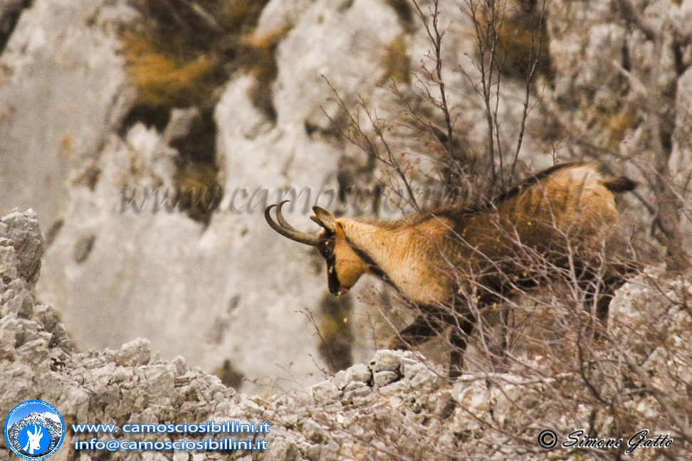 Maschio di Camoscio d'Abruzzo in manto invernale in Val di Bove di Ussita