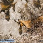 Maschio di Camoscio d'Abruzzo in manto invernale in Val di Bove di Ussita