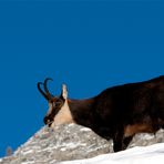 Maschio di camoscio in abito invernale.