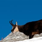 Maschio di camoscio in abito invernale.