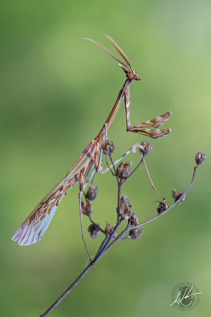 Maschio di Empusa pennata