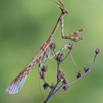 Maschio di Empusa pennata