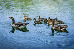 Maschsee-Enten