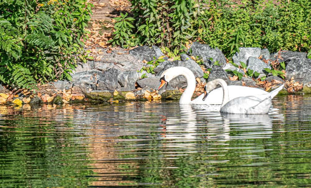 Maschsee Hannover im Spätsommer III