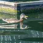 Maschsee Hannover im Spätsommer V