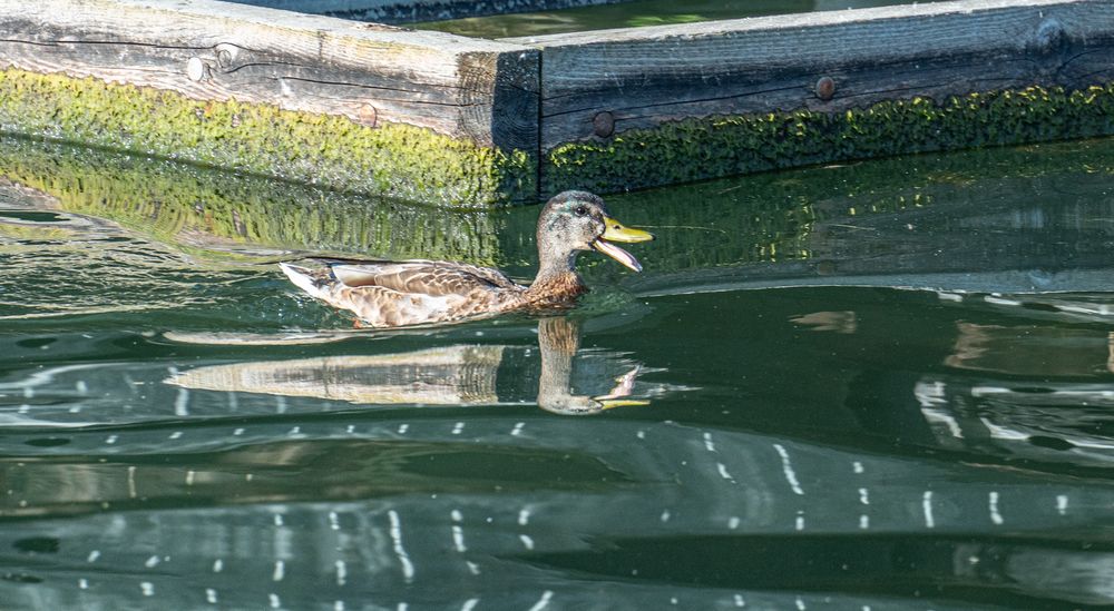 Maschsee Hannover im Spätsommer V