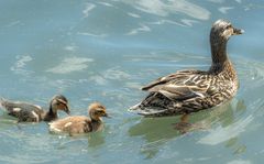 Maschsee Hannover VI