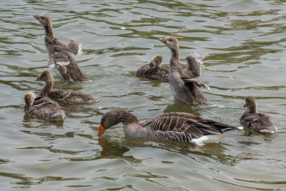 Maschseestrandbad IV - Hannover