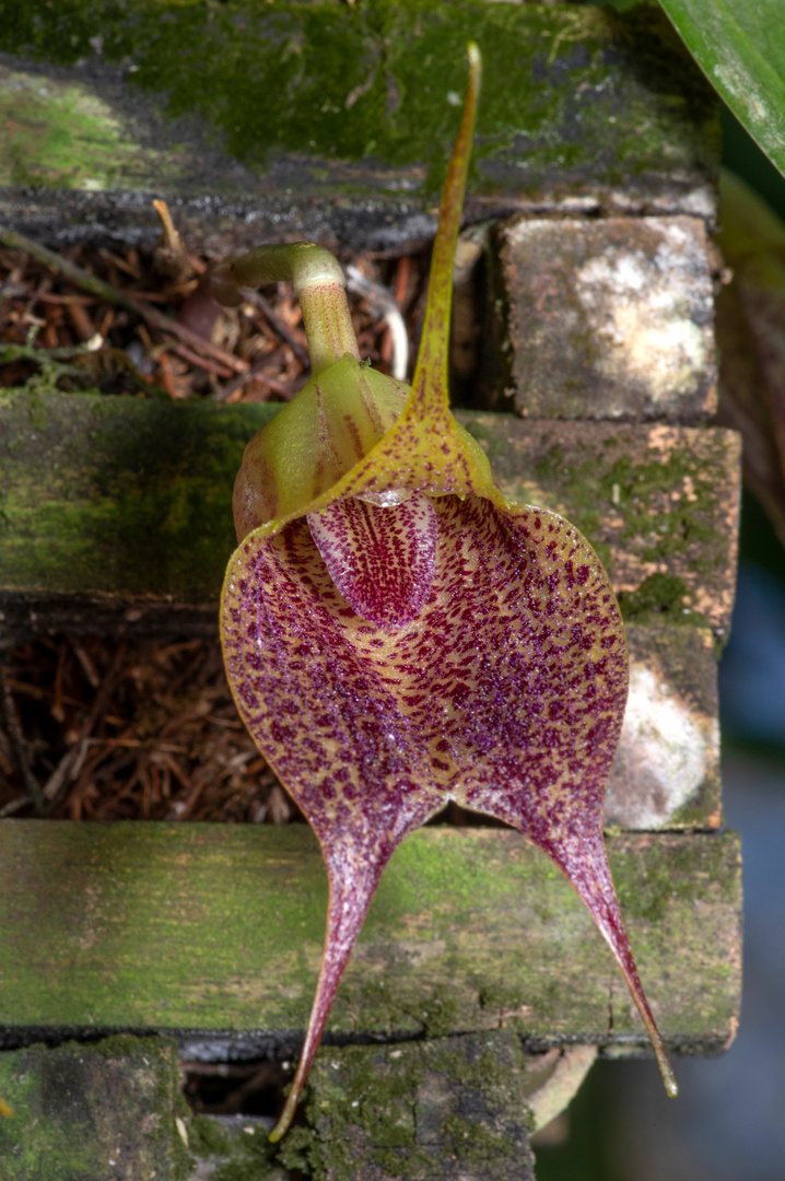 Masdevallia angulata