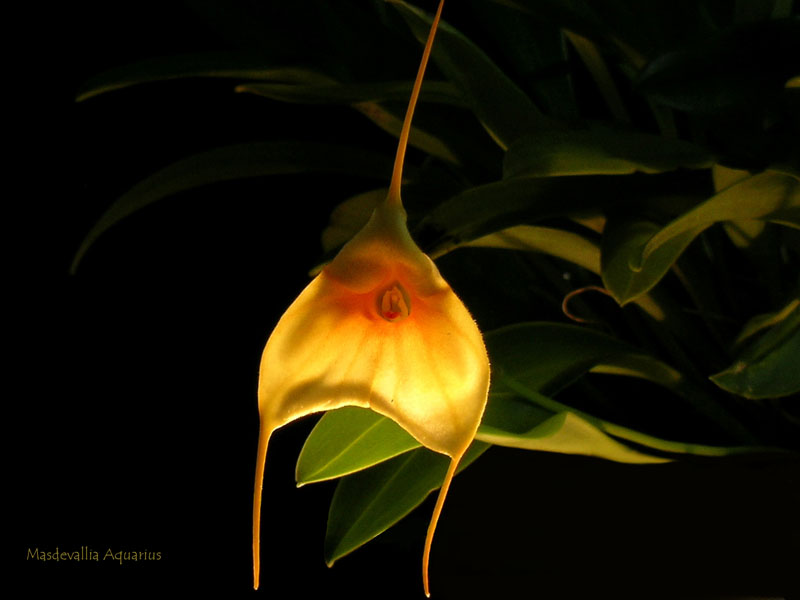 Masdevallia Aquarius