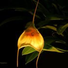 Masdevallia Aquarius