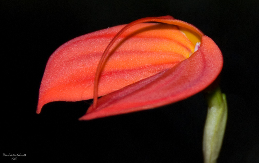 Masdevallia barleana