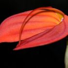 Masdevallia barleana