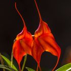 Masdevallia