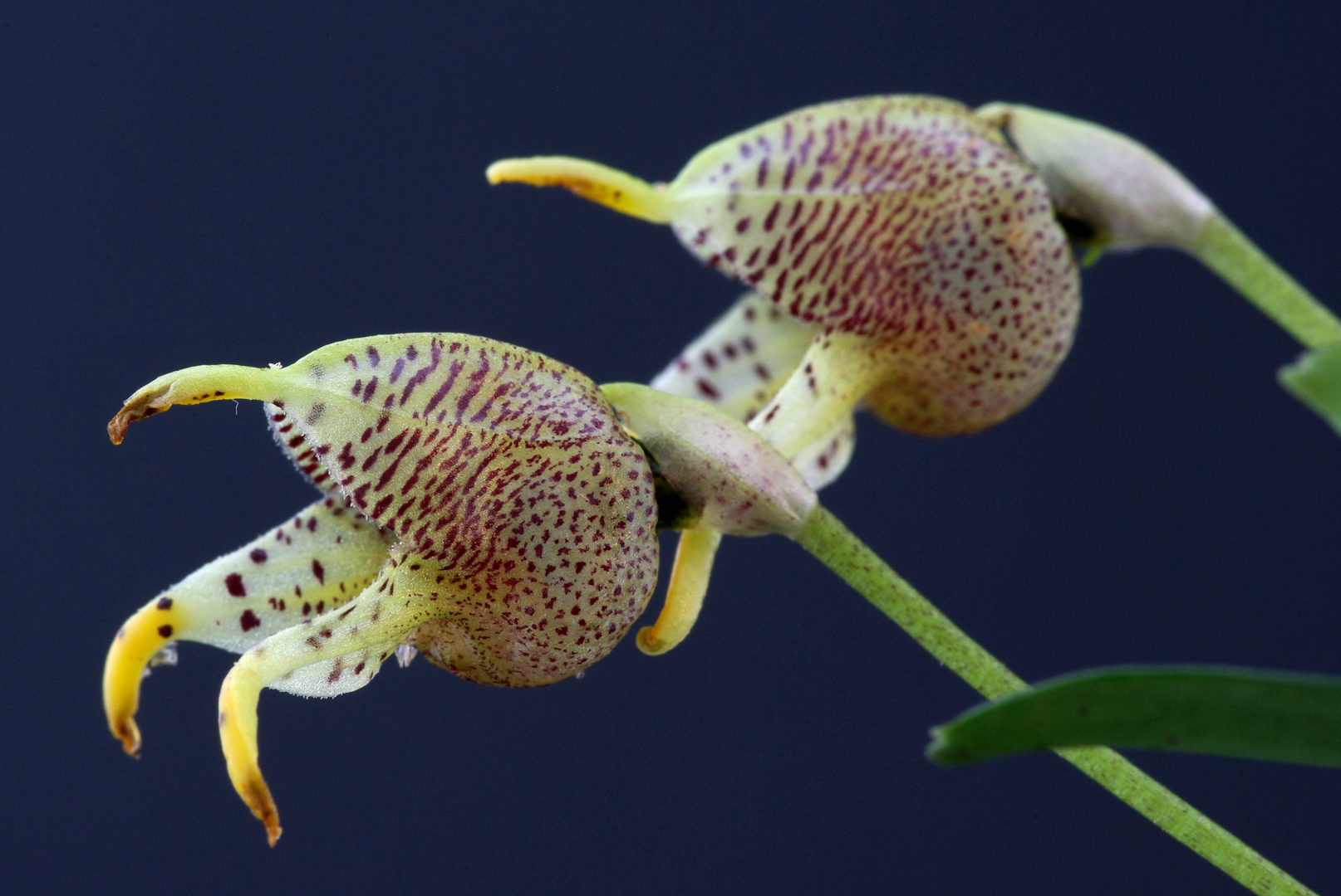 Masdevallia dynastes