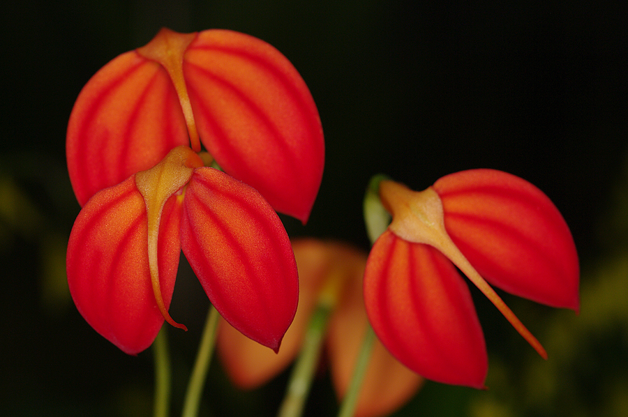 Masdevallia ignea