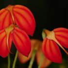 Masdevallia ignea